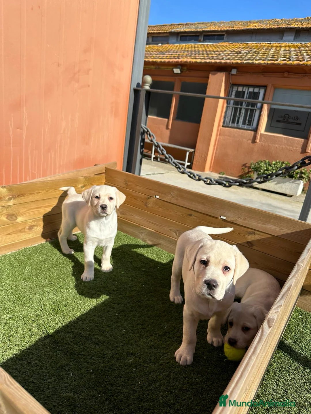 Labrador Retriever perros en venta: LABRADORES CREMA en Barcelona - Anuncio 3