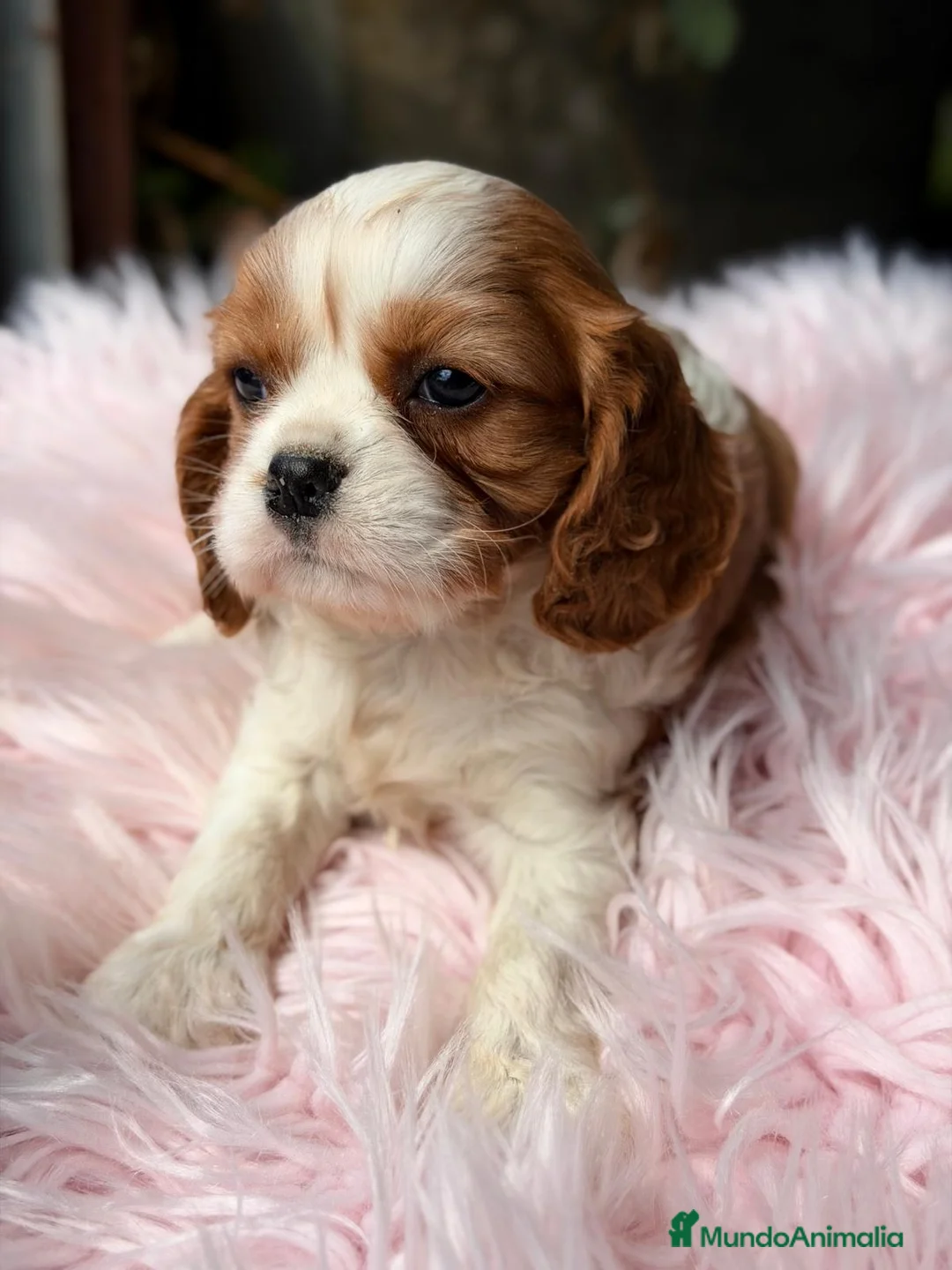 Cavalier King Charles Spaniel perros en venta: CAVALIER HEMBRA BLENHEIN DISPONIBLE - Anuncio 5