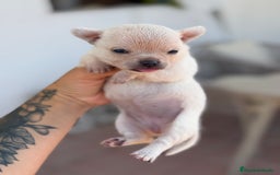 Chihuahua perros en venta: Chihuahuas  - Imagen 8