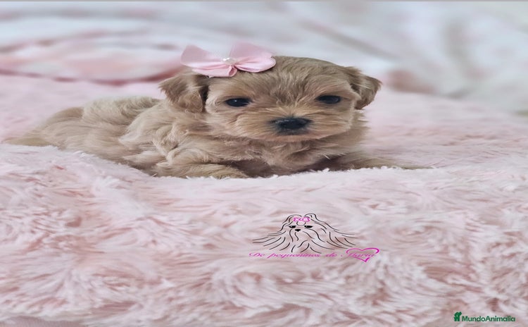 Maltipoo perros - Anuncio 3