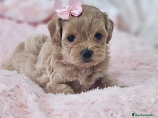 Maltipoo perros - Anuncio 5