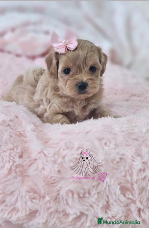 Maltipoo perros - Anuncio 1