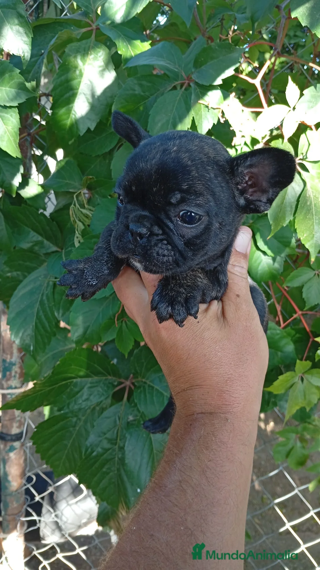 Bulldog Francés perros en venta: Bulldog Francés Hembra - Anuncio 4