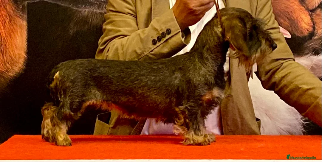 Teckel Miniatura perros en venta: Teckel miniatura pelo duro- ULTIMO CACHORRO en Albacete - Anuncio 9