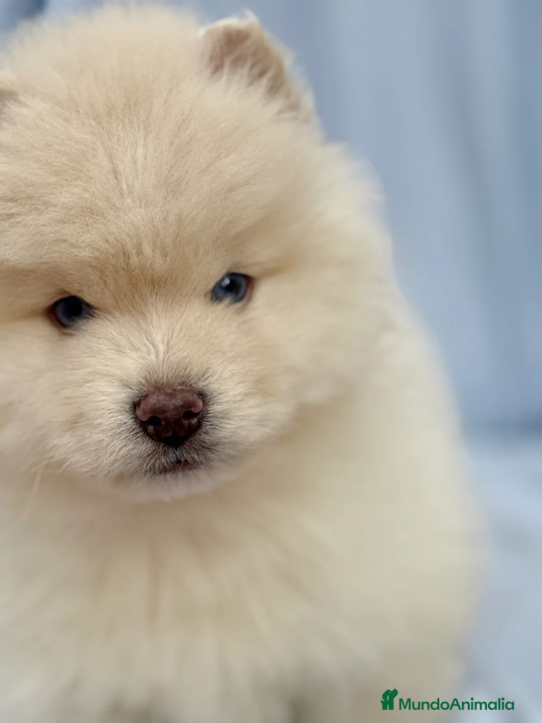 Pomsky perros en venta: dos machos y ultima hembra Pomsky ojos azules  - Anuncio 18