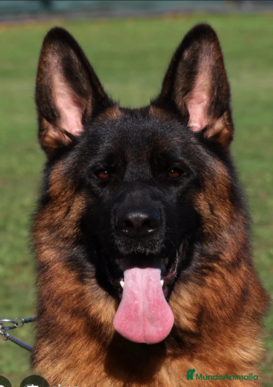 Pastor Alemán perros en venta: Tuna De Los Malvares - Anuncio 8