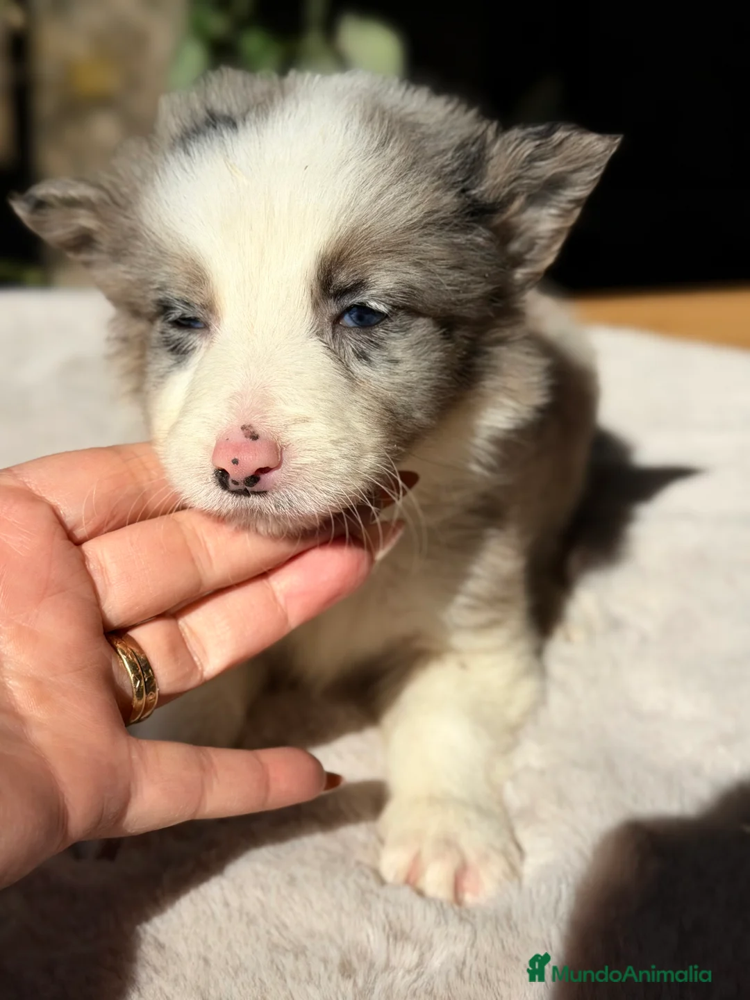 Border Collie perros en venta: Border Merle  - Anuncio 6