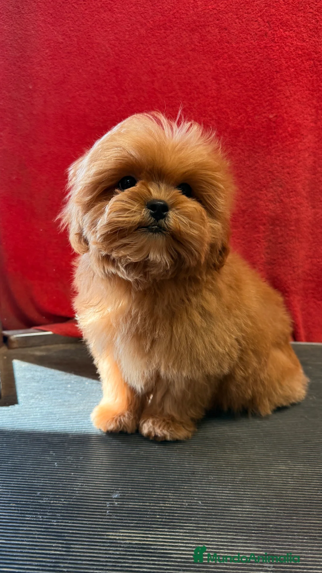 Shihpoo perros en venta: ShihPoo Cachorritos dorados y rojos - Anuncio 2