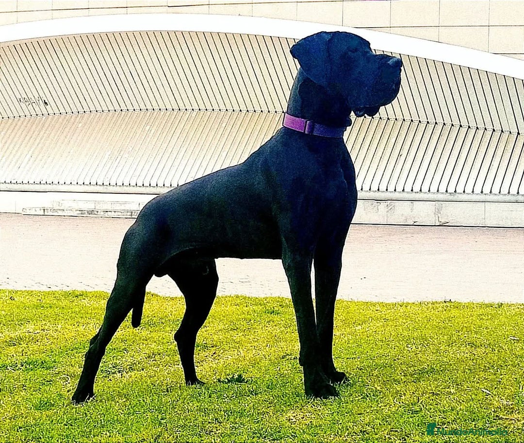 Dogo Alemán perros en venta: Cachorros de Dogo Alemán  - Anuncio 10