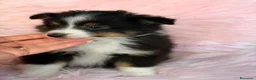 Perro Pastor de las Shetland perros en venta: Hembra Shetland tricolor  - Anuncio 4