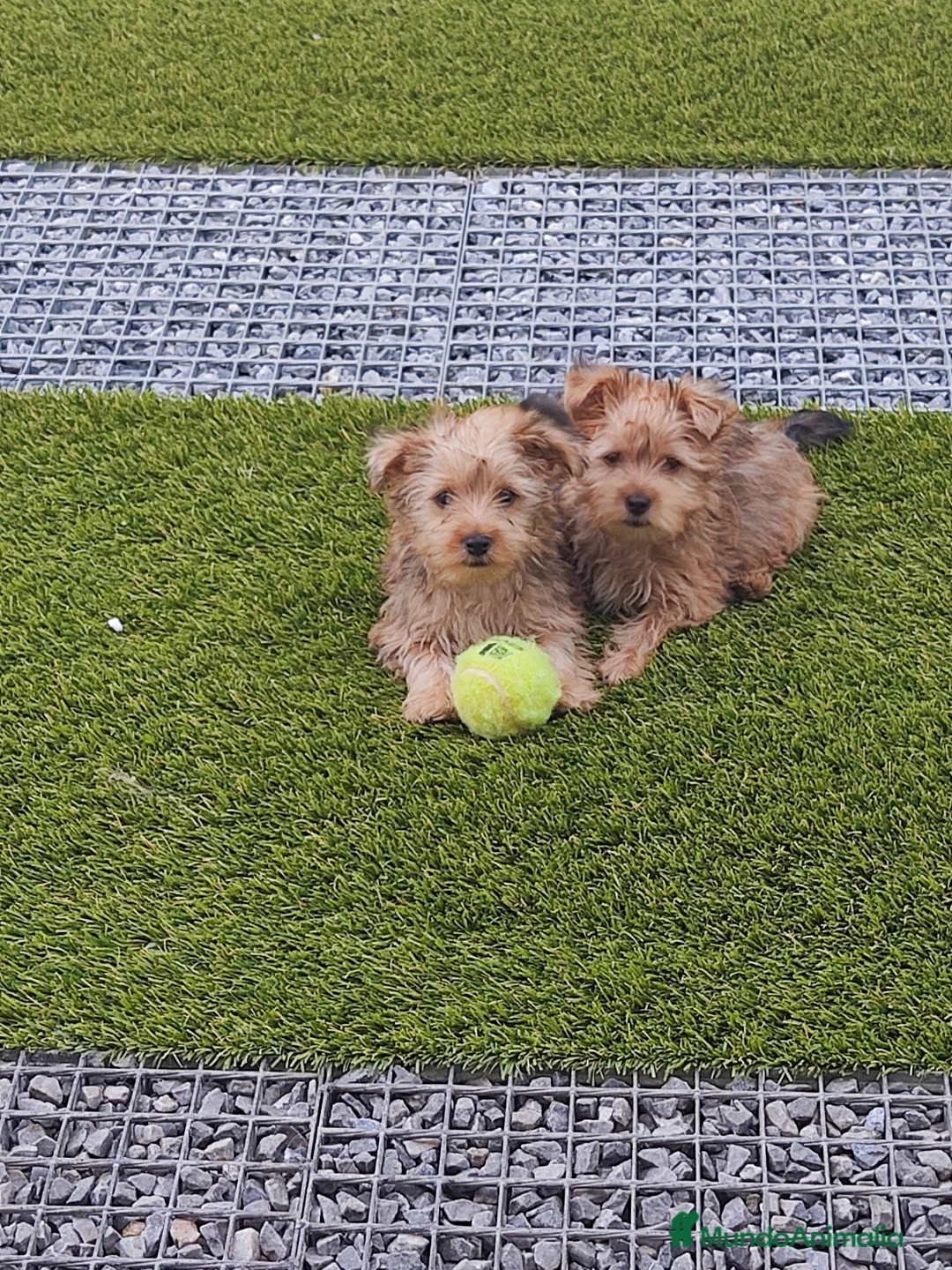 Maltipoo perros en venta: Maltipoo  - Anuncio 2