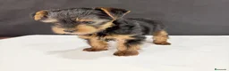 Yorkshire Terrier perros en venta: Yorkshire terrier toy  - Anuncio 3