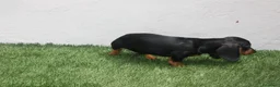 Teckel Miniatura perros en venta: Teckel Miniatura  - Anuncio 11