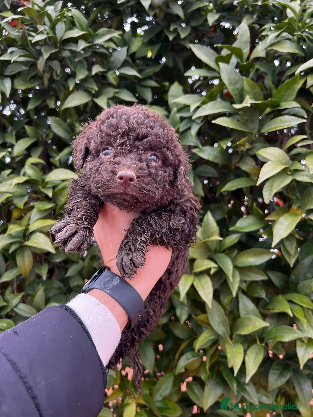 Perro de Agua Español perros en venta: Perro de aguas español - Anuncio 3