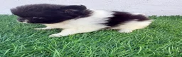 Pomerania perros en venta: Pomerania - Anuncio 11