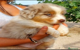 Pastor Australiano perros en venta: Cachorros pastor australiano  - Imagen 6