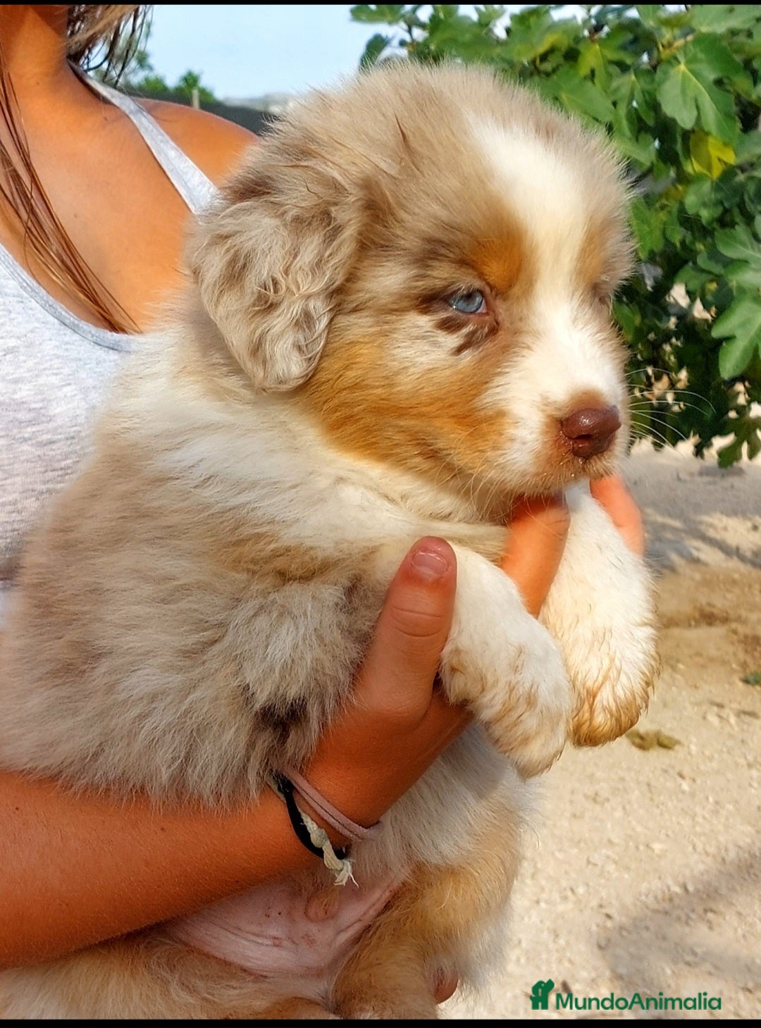 Pastor Australiano perros en venta: Cachorros pastor australiano  - Imagen 6