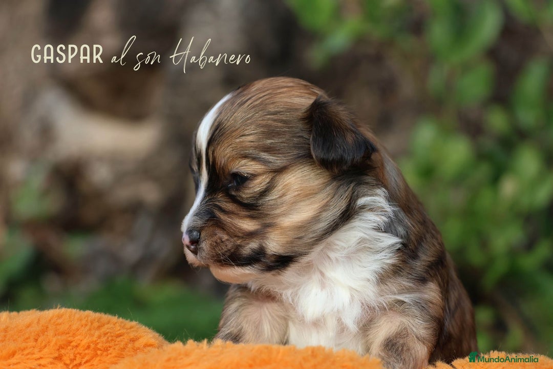 Bichón Habanero perros en venta: Camada de los Reyes Magos - Anuncio 15