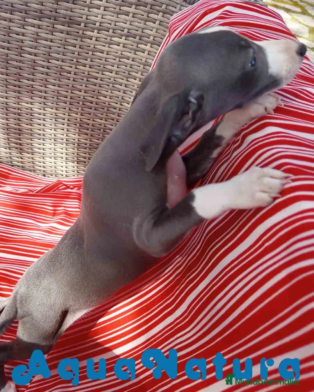 Pequeño Lebrel Italiano perros en venta: Lebrel Italiano Hembra 4 de AB y Omega AQUANATURA - Anuncio 4