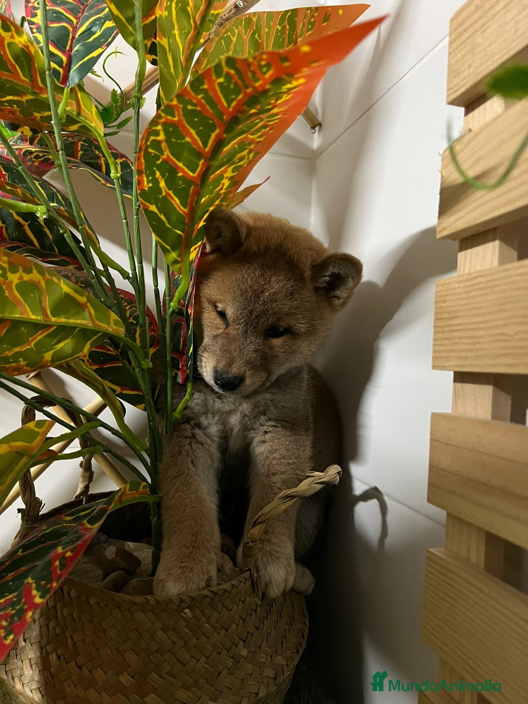 Shiba Inu perros en venta: SHIBA INU - Anuncio 3