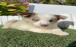 Border Collie perros en venta: BORDER COLLIE - Anuncio 4