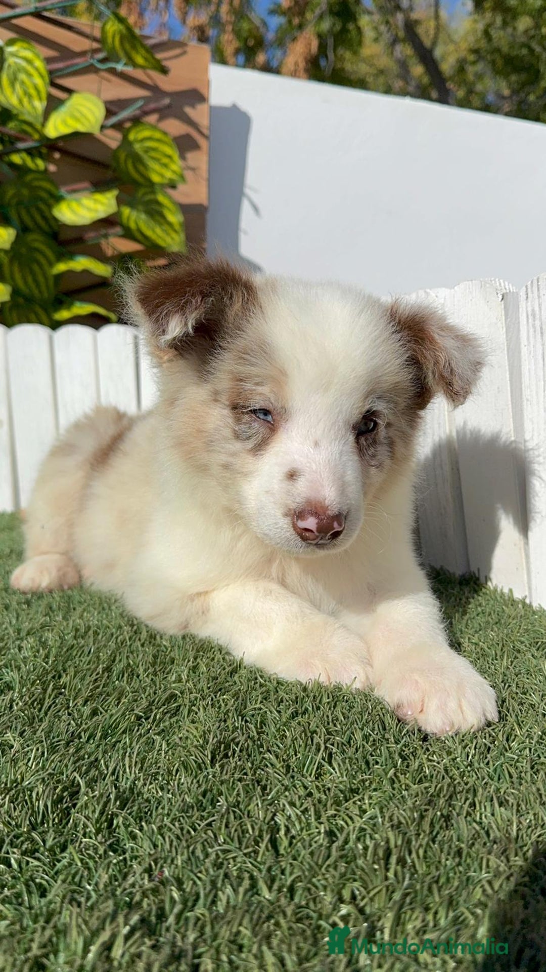 Border Collie perros en venta: BORDER COLLIE - Anuncio 4