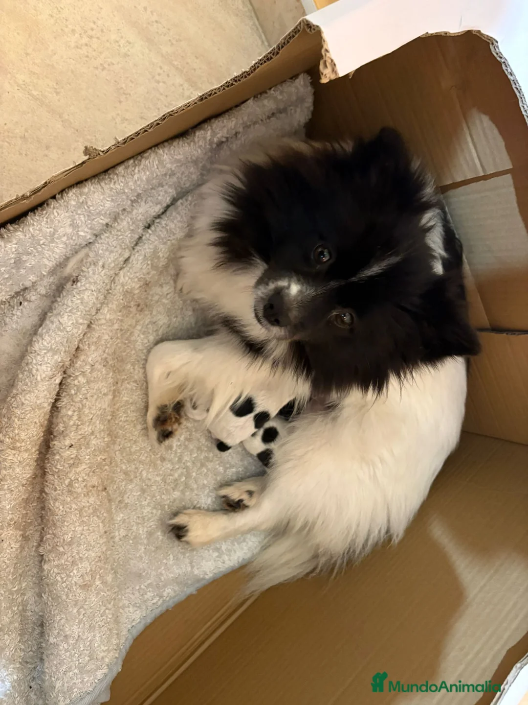 Pomerania perros en venta: Preciosa camada Lulú Pomerania toy de color party - Anuncio 6