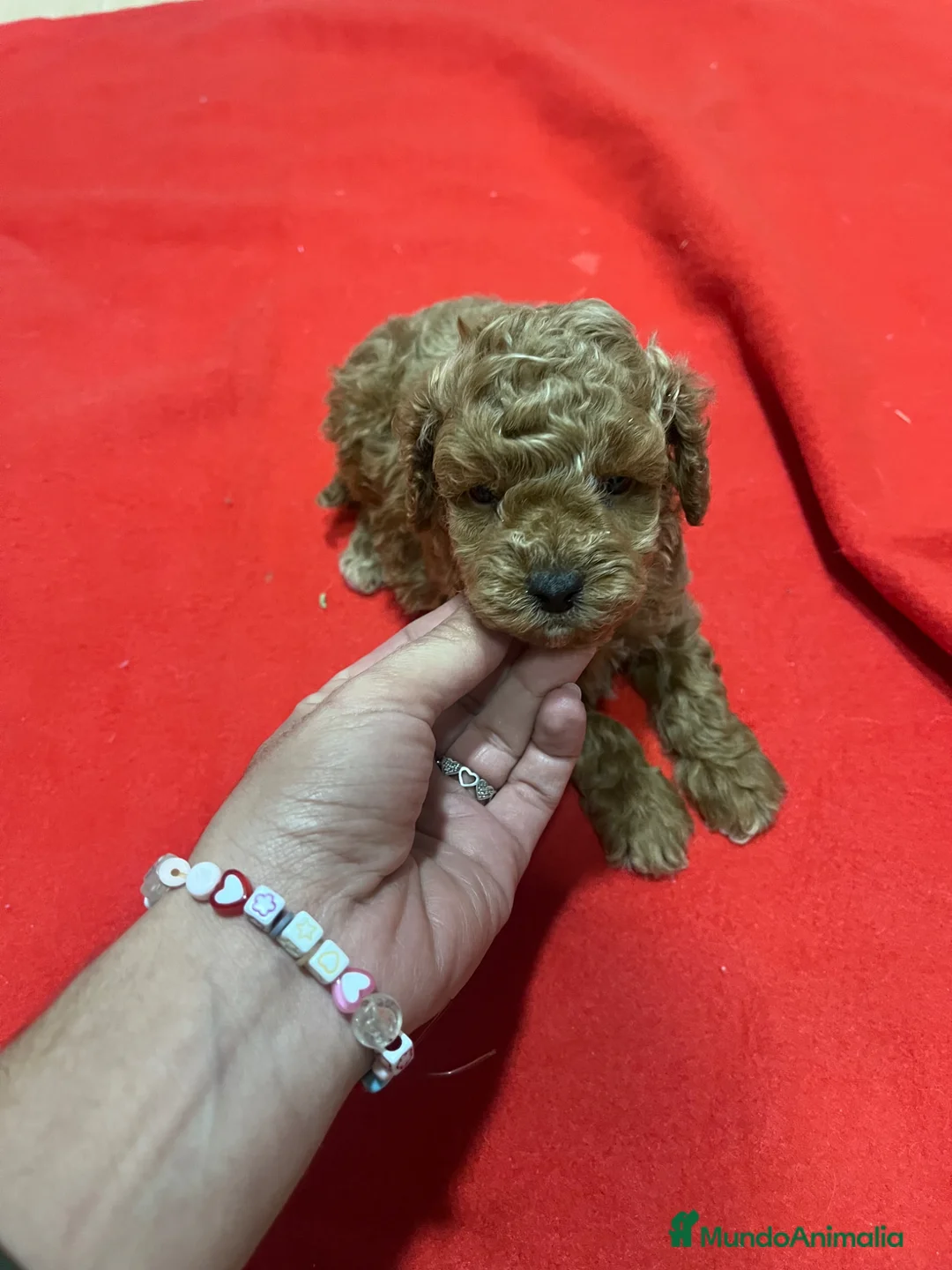Caniche Toy perros en venta: PRECIOSO CANICHE TOY - Anuncio 3