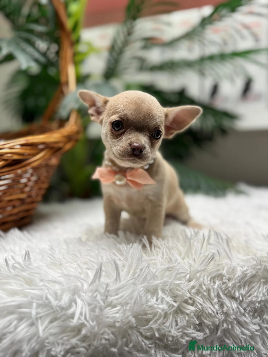 Chihuahua perros en venta: CHIHUAHUA - Anuncio 1