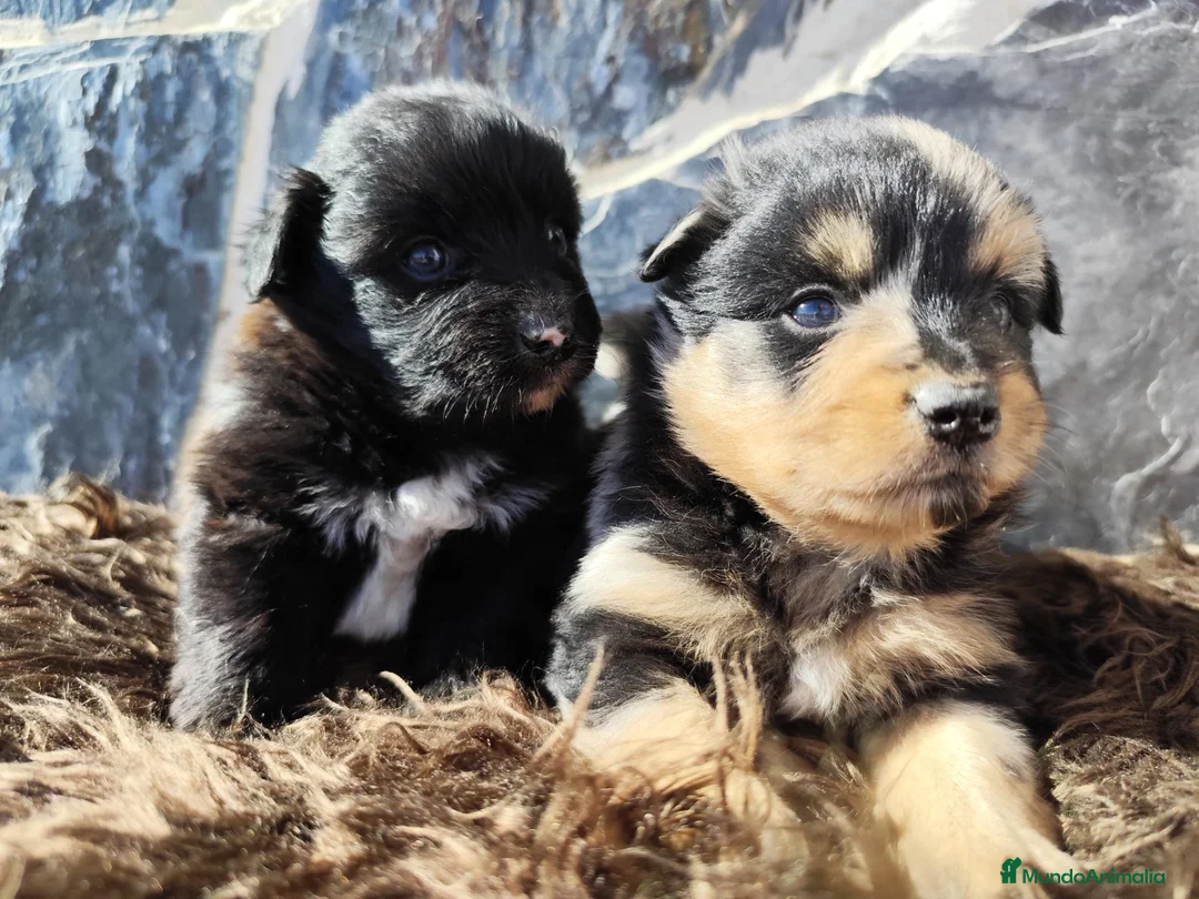 Raza Mixta perros en venta: Mini bordercollie o borderpom  - Anuncio 10