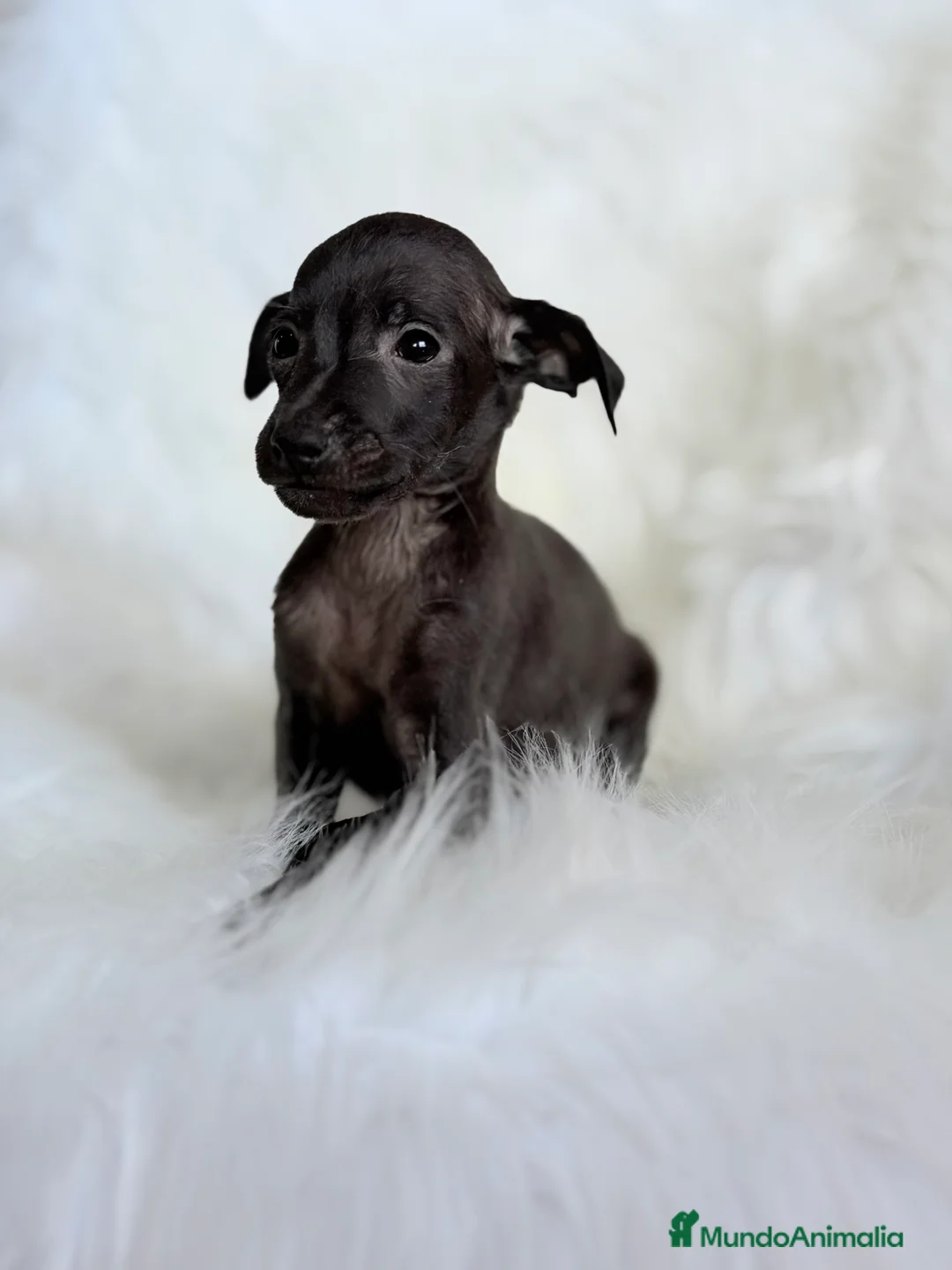 Pequeño Lebrel Italiano perros en venta: Lebrel Italiano Piccolo  - Anuncio 3