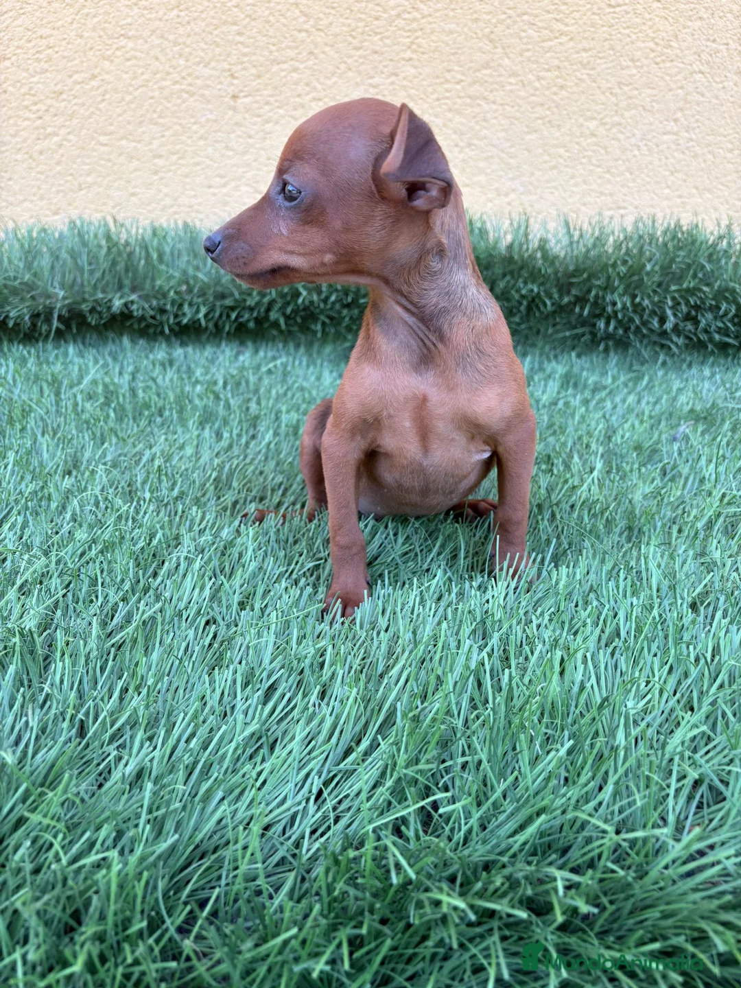 Pinscher Miniatura perros en venta: Mini Pinscher miniatura macho  - Anuncio 10