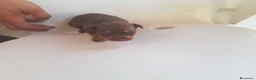 Ratón de Praga perros en venta: Cachorro de ratón de Praga  - Anuncio 12