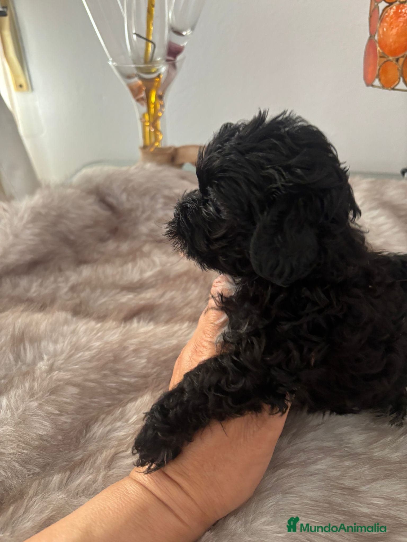 Maltipoo perros Maltipoo - Anuncio 1