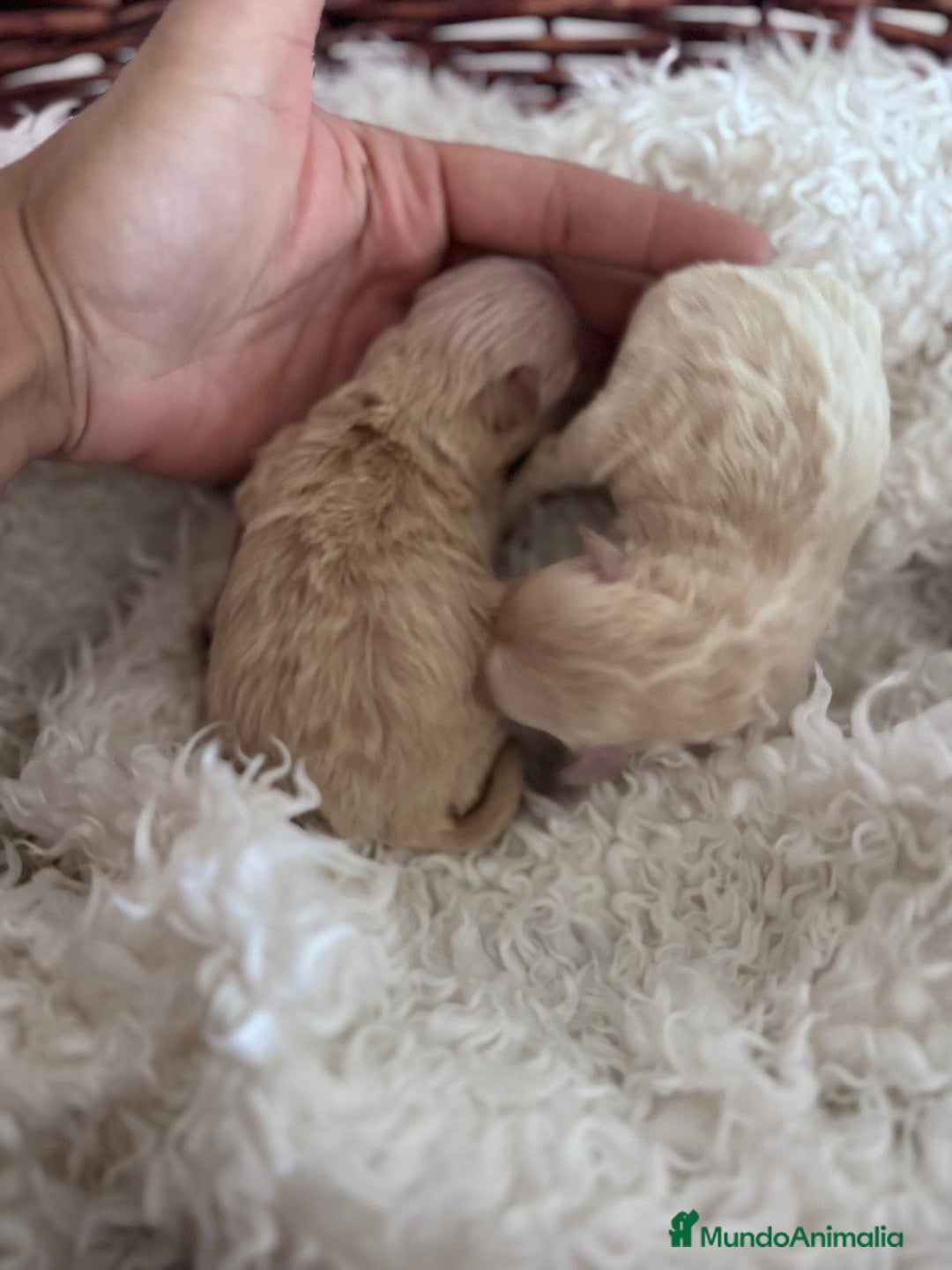 Maltipoo perros en venta: MALTIPOO HEMBRAS - Anuncio 5