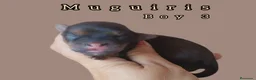 Bichón Habanero perros en venta: Muguiris Fantasy - Anuncio 7