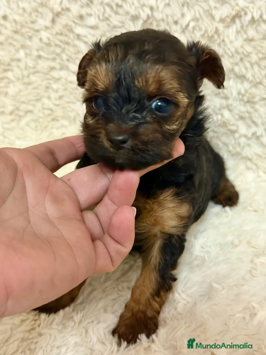 Yorkiepoo perros en venta: Yorkiepoo tacita de té  - Anuncio 2