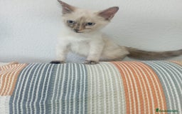 Siamés gatos en venta: Siamés última hembra - Imagen 3