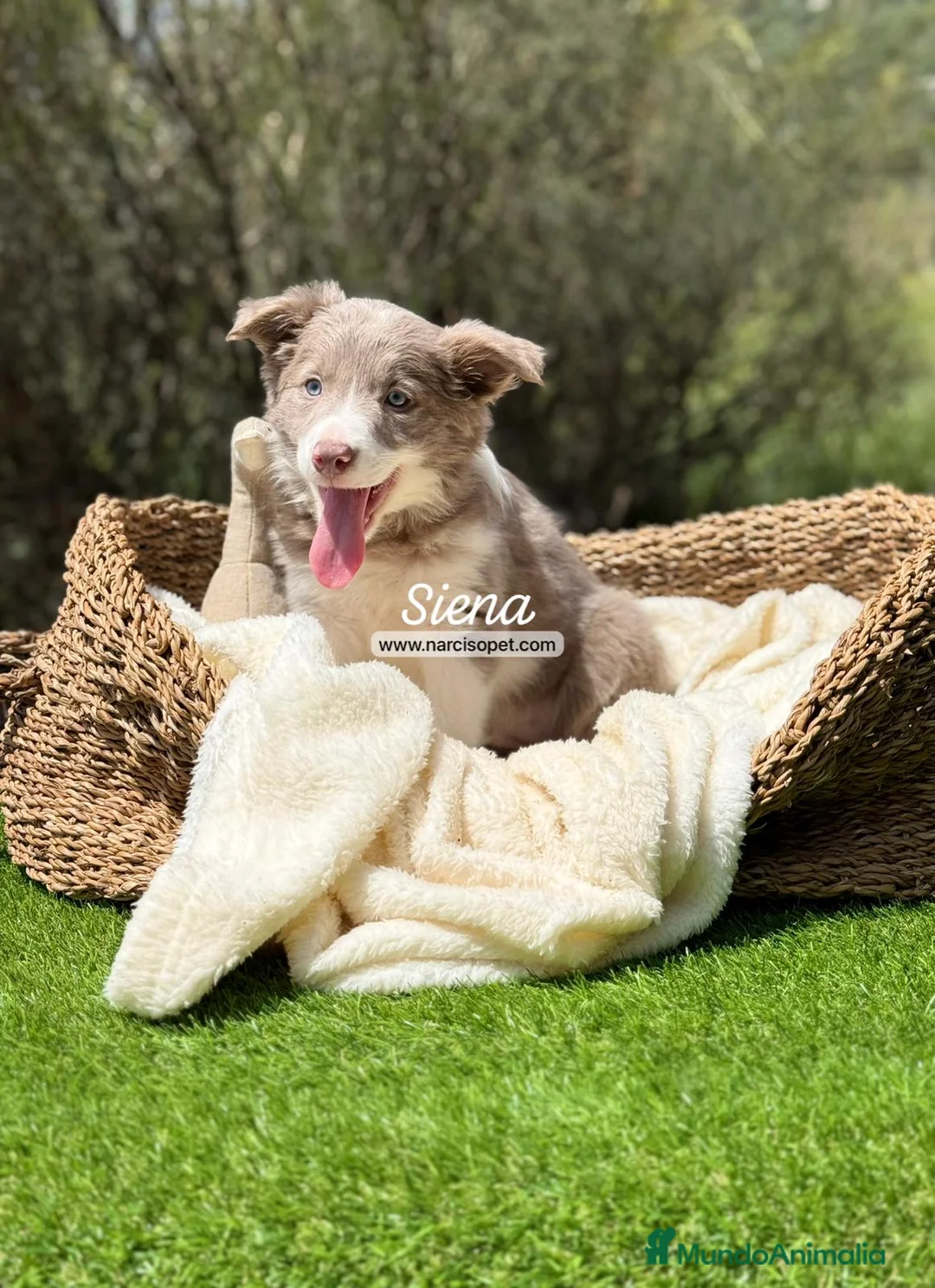 Border Collie perros en venta: BORDER COLLIE LILAC - Anuncio 6