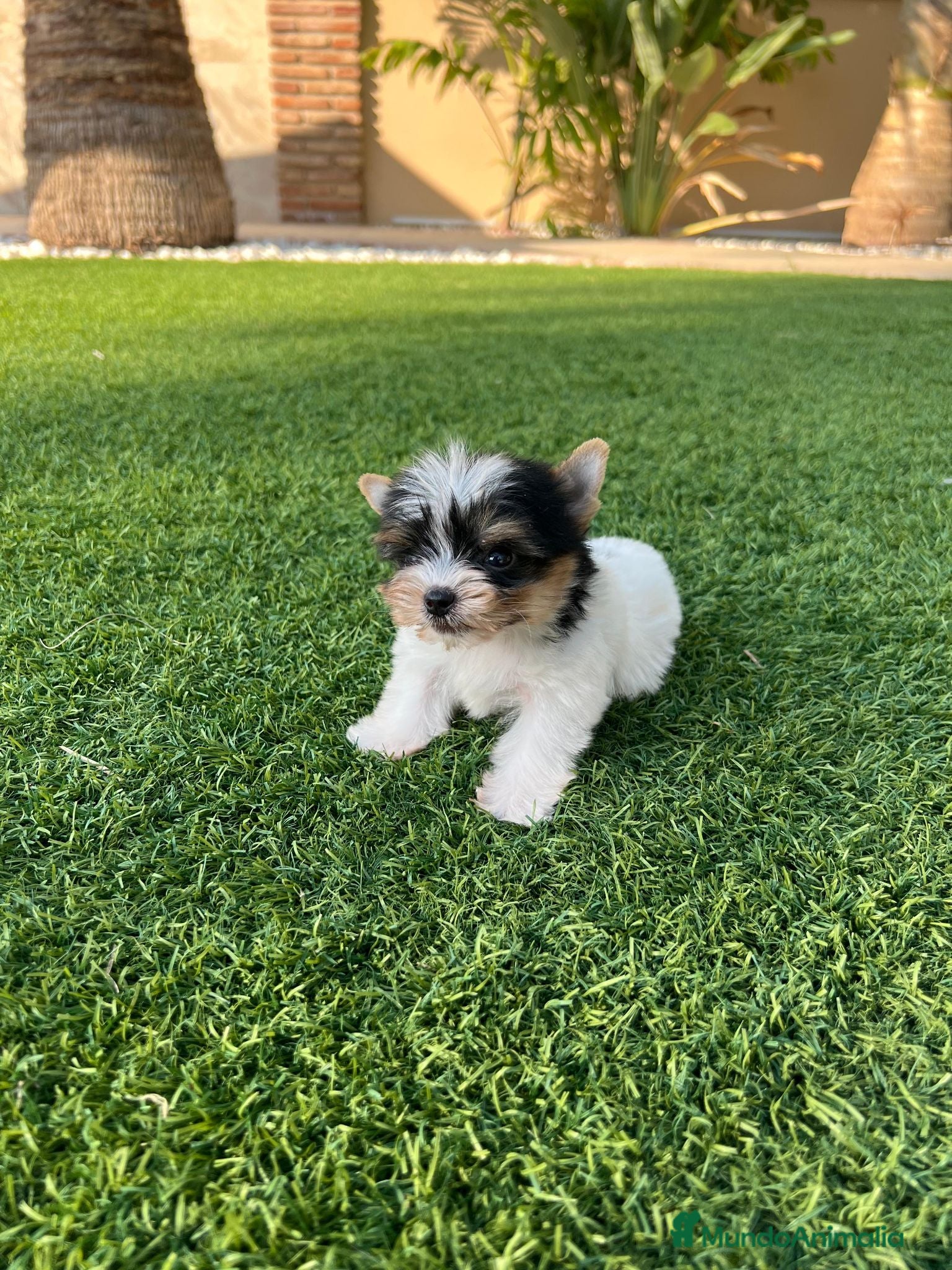 Biewer Yorkshire Terrier a la Pom Pon perros Último macho peso 500g - Anuncio 4