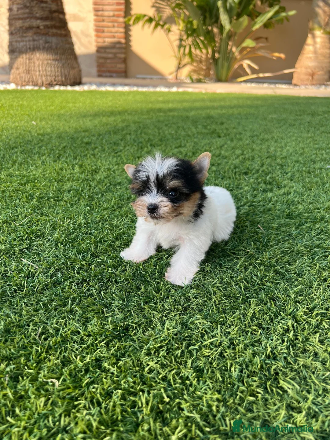 Biewer Yorkshire Terrier a la Pom Pon perros en venta: Último macho peso 500g - Anuncio 1