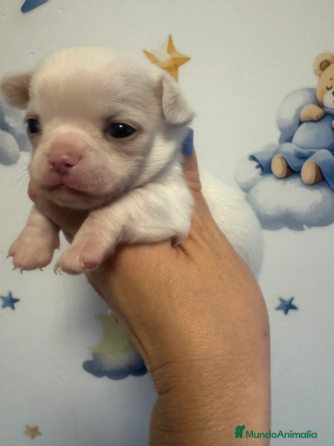 Chihuahua perros en venta: Chihuahuas toys - Anuncio 2