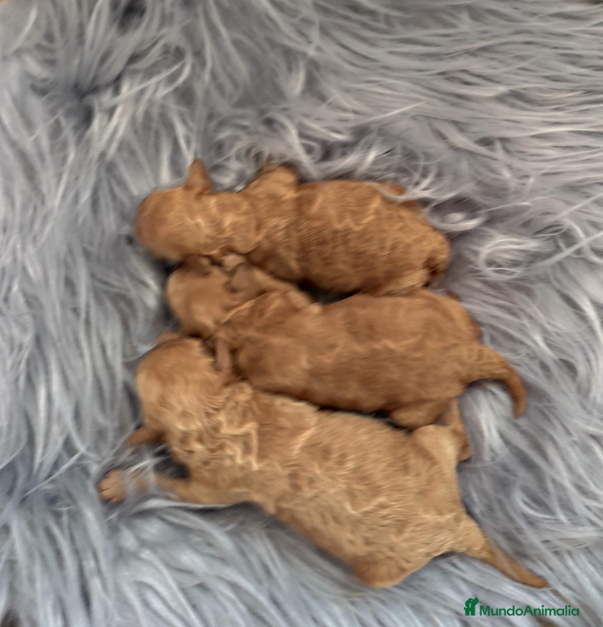 Caniche Toy perros Caniche tácita de te  - Anuncio 1