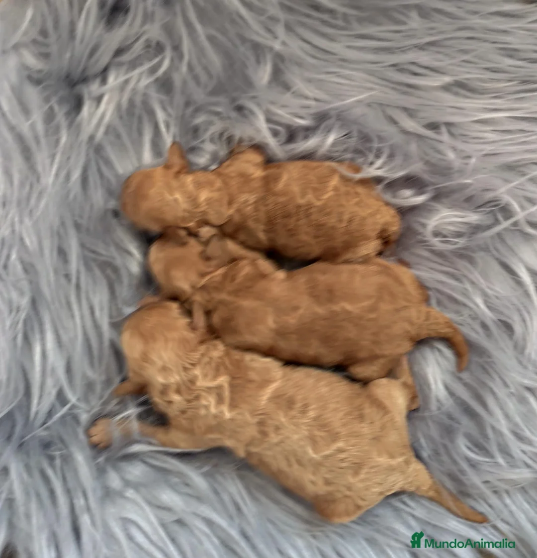 Caniche Toy perros en venta: Caniche tácita de te  - Anuncio 1