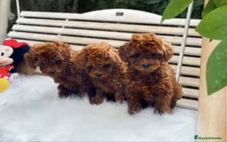 Caniche Toy perros en venta: caniche toy super pequeño - Imagen 2