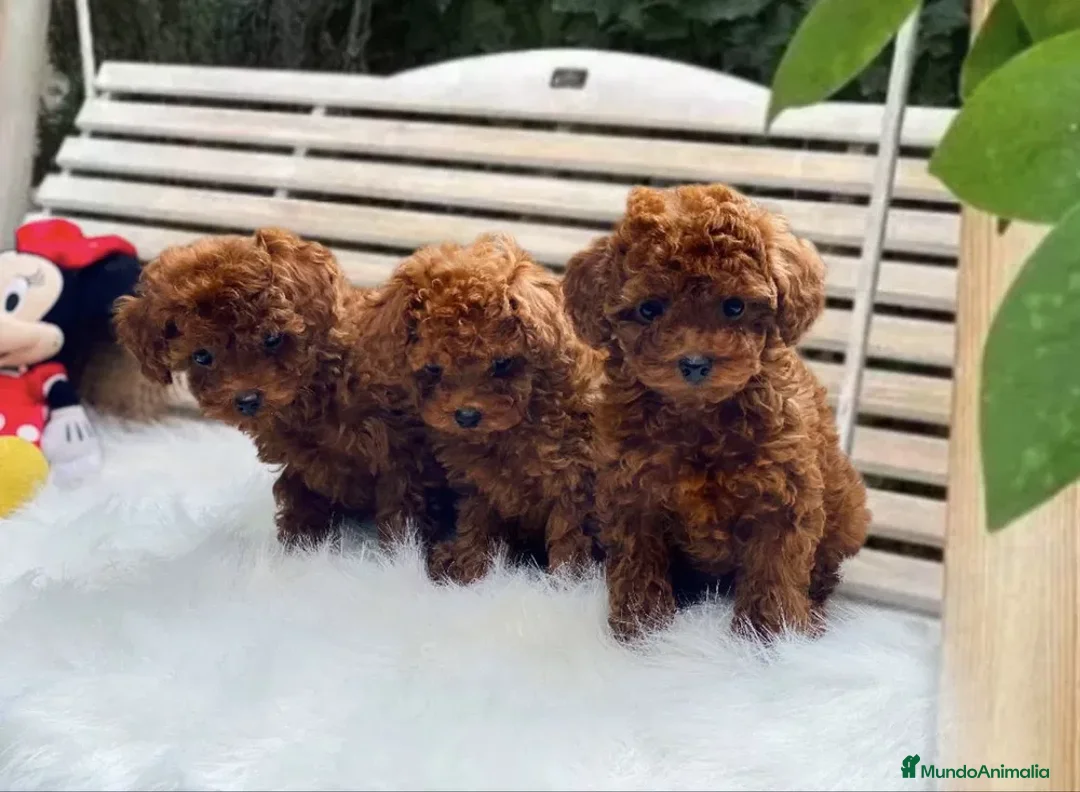 Caniche Toy perros en venta: caniche toy super pequeño - Imagen 2