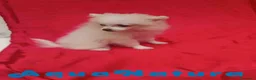 Pomerania perros en venta: Pomerania Hembra 8296 AQUANATURA - Anuncio 3