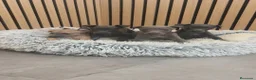 Pequeño Lebrel Italiano perros en venta: Pequeño Lebrel Italiano disponibles para octubre  - Anuncio 7