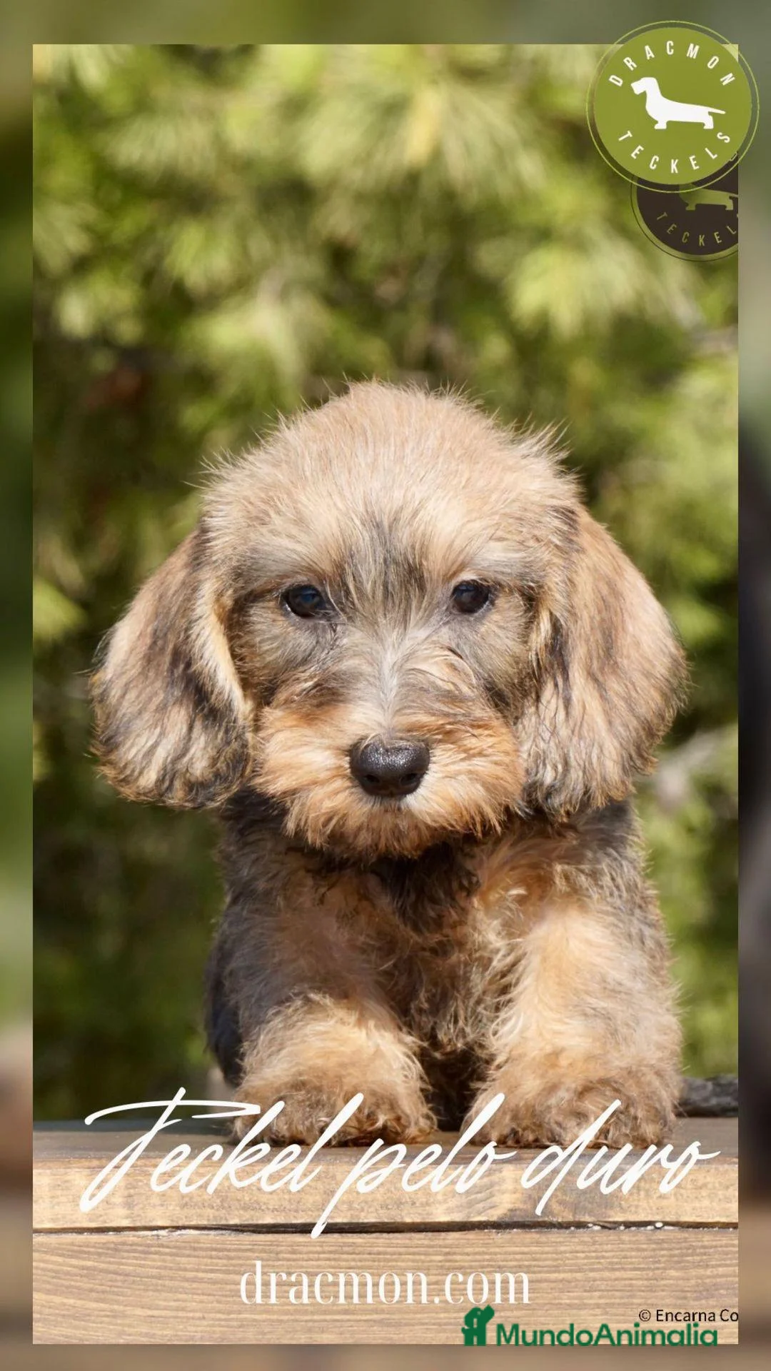 Imagen de galería {{count}}