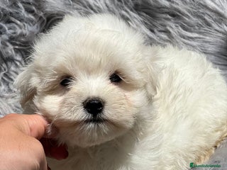 Bichón Maltés perros en Barcelona - Anuncio 19